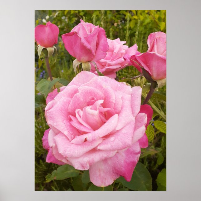 Blomsterträdgård för rosa ros Ro Blommigt- Poster (Framsidan)