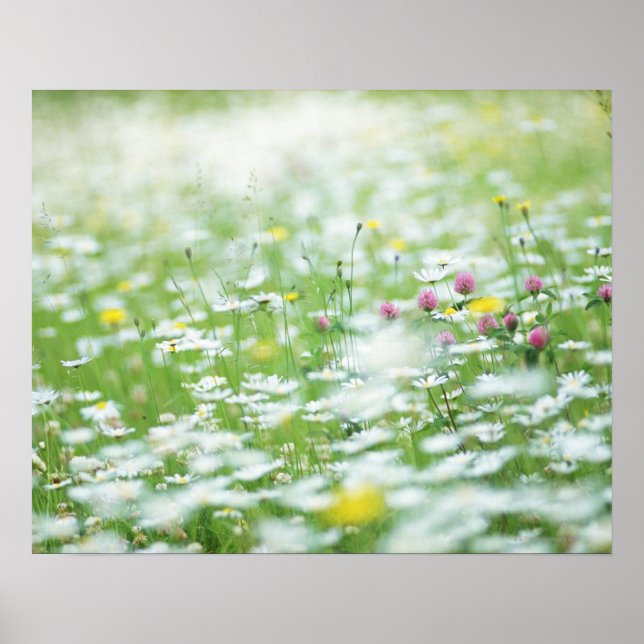 Blomsterträdgård Poster (Framsidan)