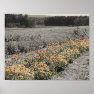 Blomsterträdgård Vintage Partial Färg Poster