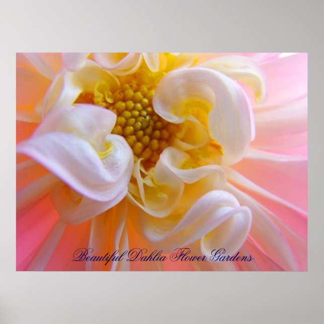 Blomsterträdgårdar av Bevackra Dahlia-konsten skri Poster (Framsidan)