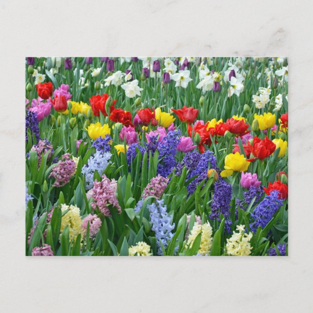 Blomsterträdgården Färgfull vår Vykort (Framsida)
