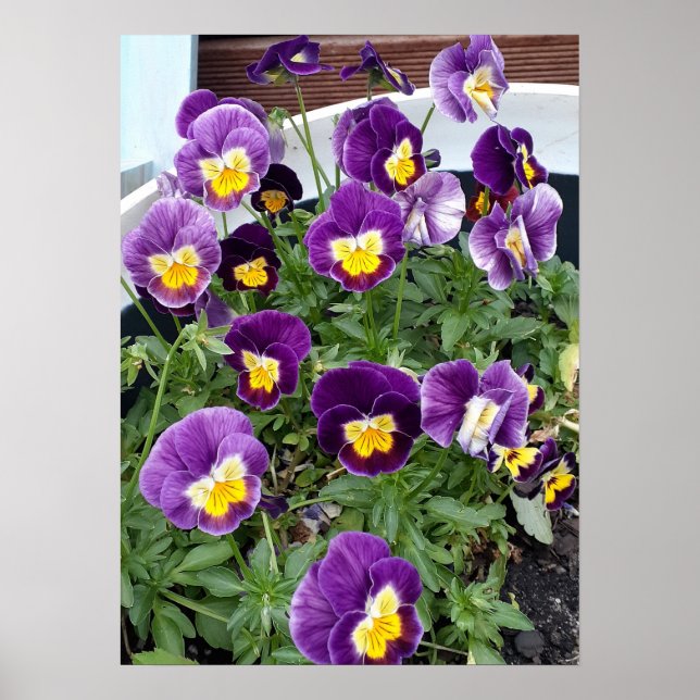 Blomsterträdgården lila Viola Violas Blommigt Post Poster (Framsidan)