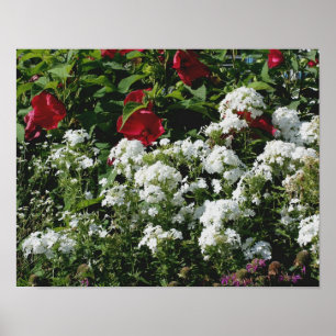 Blomsterträdgården Red Hibiscus och White Phlox Poster