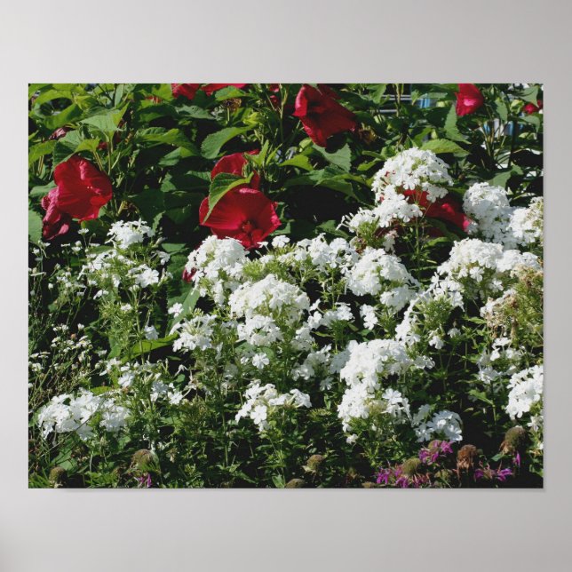Blomsterträdgården Red Hibiscus och White Phlox Poster (Framsidan)