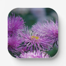 Blomstorier/Aster Flower