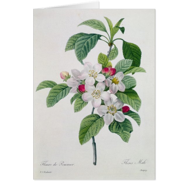 Blomstra från 'Belles för Les Choix des-plus Hälsningskort (Framsidan)