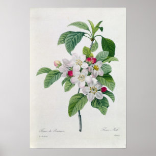 Blomstra från 'Belles för Les Choix des-plus Poster