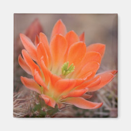 blomstra i orange magnet