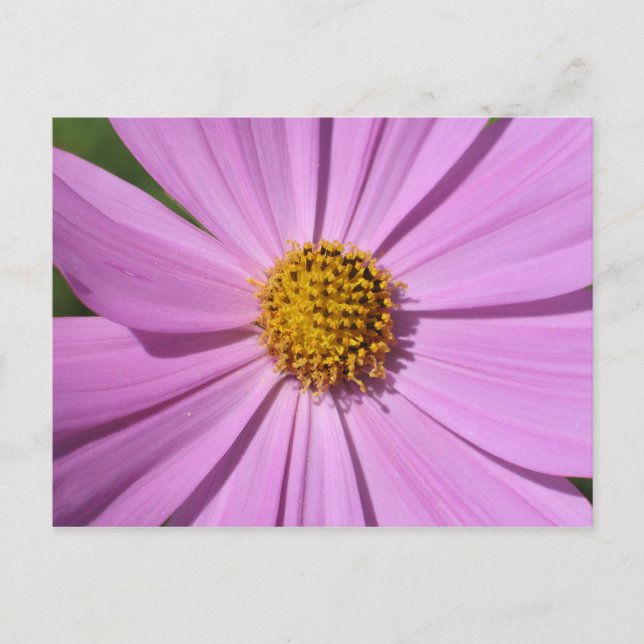 Blomuppsamlingsnummer 4 vykort (Framsida)