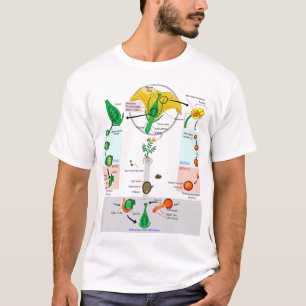 Blomväxt Angiosperm Livscykel Diagram Chart T Shirt