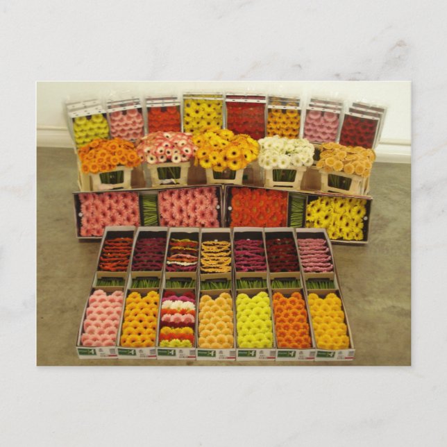 Blomvykort 86 vykort (Framsida)