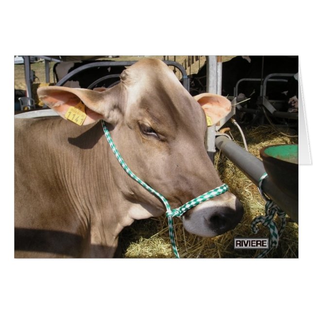 Blond d'Aquitaine Hälsningskort (Framsidan Horizontal)