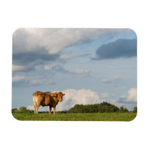 Blond d'Aquitaineko i den Dordogne regionen, Magnet