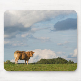 Blond d'Aquitaineko i den Dordogne regionen, Musmatta