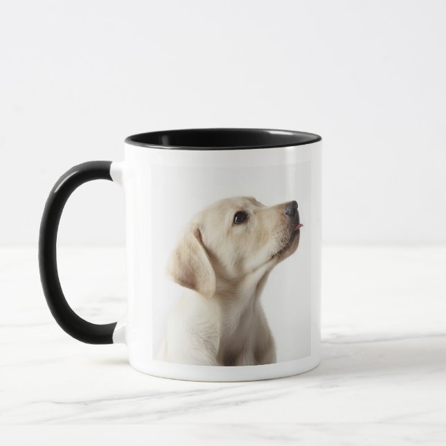 Blond Labrador valp som ut klibbar tungan Mugg (Vänster)