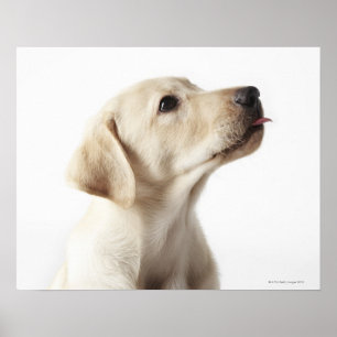 Blond Labrador-valpen som stoppar ut tunga Poster
