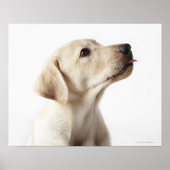 Blond Labrador-valpen som stoppar ut tunga Poster (Framsidan)