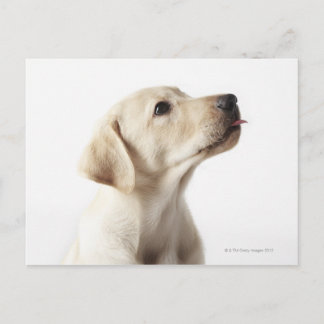 Blond Labrador-valpen som stoppar ut tunga Vykort