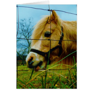 Blond Miniature Pony / Horse Blå himmel Hälsningskort
