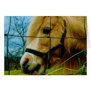 Blond Miniature Pony / Horse Blå himmel Hälsningskort
