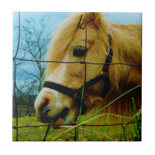 Blond Miniature Pony / Horse Blå himmel Kakelplatta