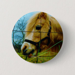 Blond Miniature Pony / Horse Blå himmel Knapp