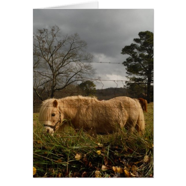 Blond Miniature Pony / Horse Hälsningskort (Framsidan)
