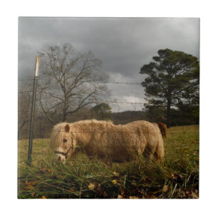 Blond Miniature Pony / Horse Kakelplatta