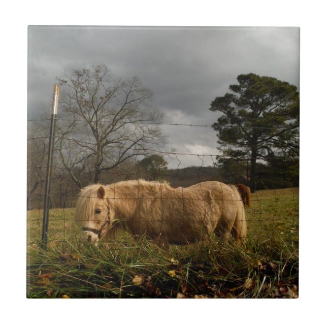 Blond Miniature Pony / Horse Kakelplatta (Framsidan)
