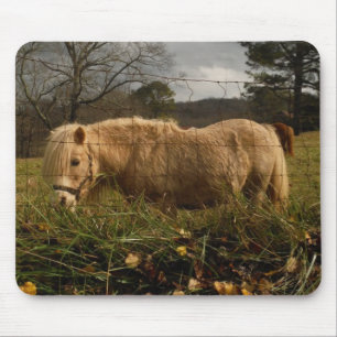 Blond Miniature Pony / Horse Musmatta