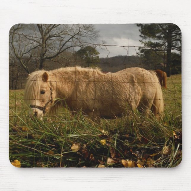 Blond Miniature Pony / Horse Musmatta (Framsidan)