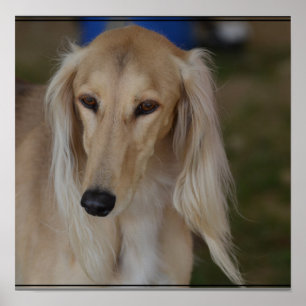Blond Saluki hund Poster