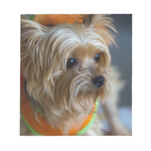 Blond Yorkshire Terrier Anteckningsblock