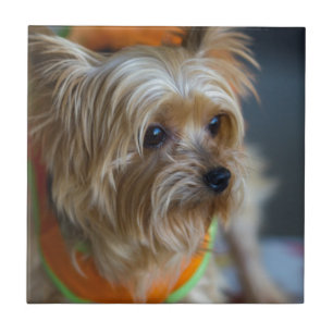Blond Yorkshire Terrier Kakelplatta