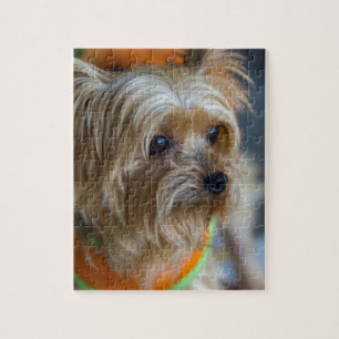 Blond Yorkshire Terrier Pussel