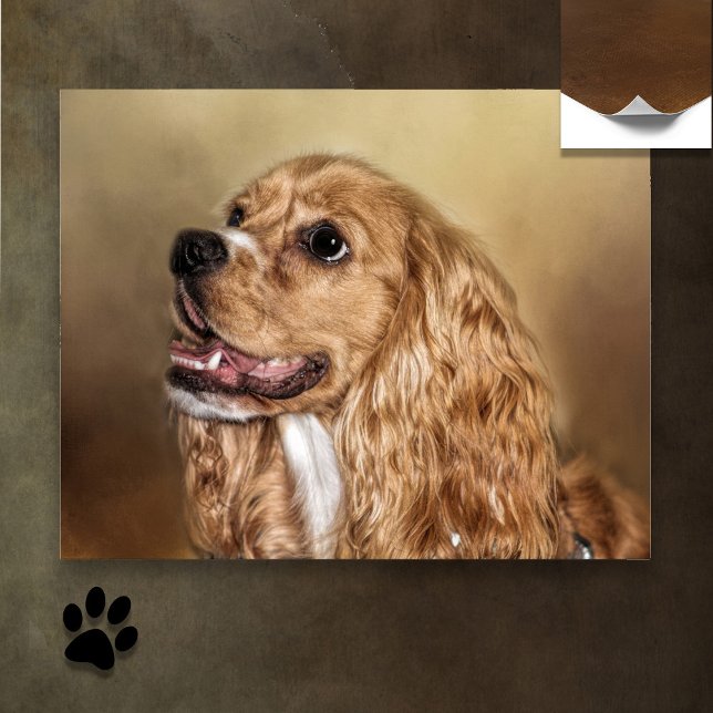 Blonde Cocker Spain Poster (Skapare uppladdad)