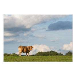 Blonde d'Aquitaine ko i Dordogne-området, Frankrik Fototryck