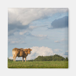 Blonde d'Aquitaine ko i Dordogne-området, Frankrik Magnet