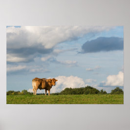 Blonde d'Aquitaine ko i Dordogne-området, Frankrik Poster