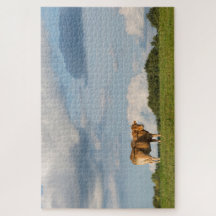 Blonde d'Aquitaine ko i Dordogne-området, Frankrik