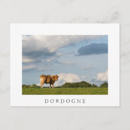 Blonde d'Aquitaine ko i Dordogne-området, Frankrik Vykort