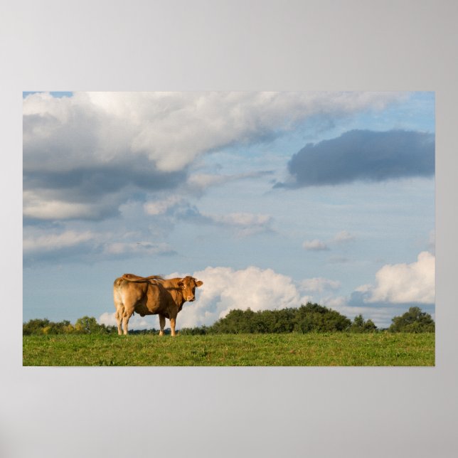 Blonde d'Aquitaine-ko i Dordogne-regionen, Frankri Poster (Framsidan)