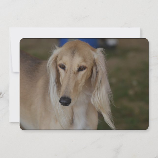 Blonde Saluki Hund Inbjudningar (Framsida)