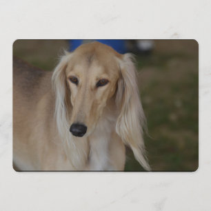 Blonde Saluki Hund Inbjudningar