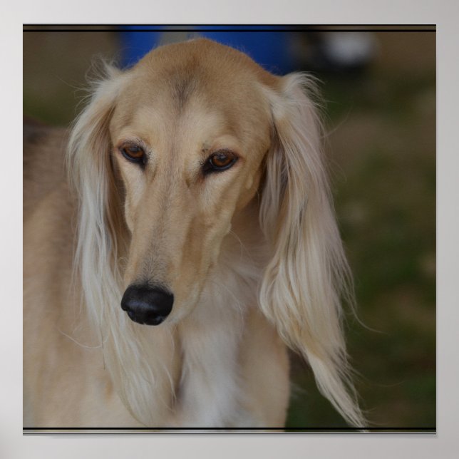 Blonde Saluki Hund Poster (Framsidan)
