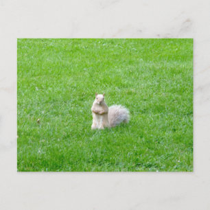 Blonde Squirrel Vykort