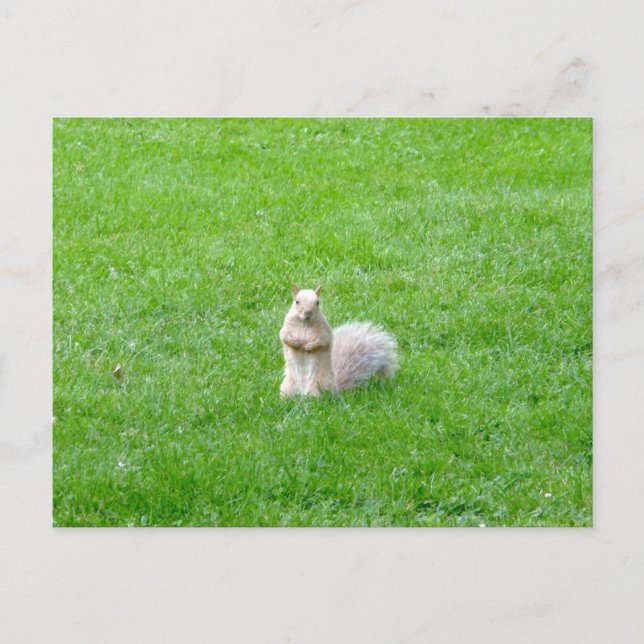 Blonde Squirrel Vykort (Framsida)