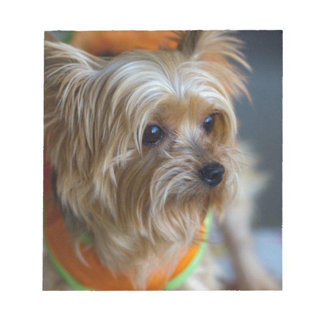 Blonde Yorkshire Terrier Anteckningsblock (Framsida)