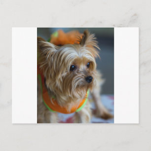 Blonde Yorkshire Terrier Vykort