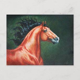 Blood Bay Lusitano Stallion Vykort